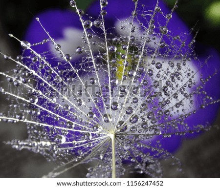 Similar – Image, Stock Photo The color purple (1) Plant