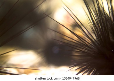 ิblurred Part Of Regular Sea Urchin Or Sea Hedgehogs Spine Needle And Tube Feet Soft Focus