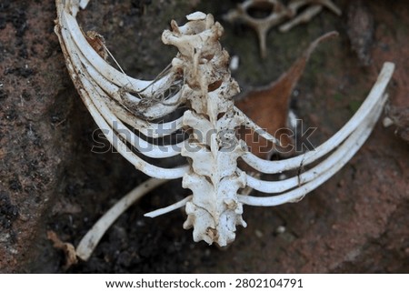 PART OF RIB CAGE AND SPINAL COLUMN BONES ON A BLEACHED RAT CARCASS