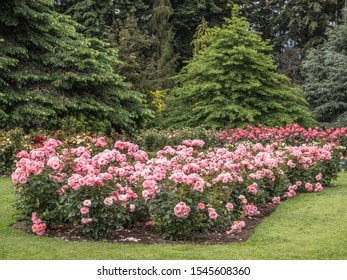 Rosen Garten Images Stock Photos Vectors Shutterstock