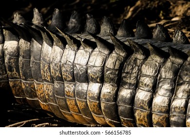 Part Of A Saltwater Crocodile Tail Shining Brightly In The Sun, Yellow Water, Kakadu National Park, Australia