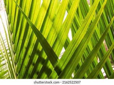Part of the sharp leaves of a green palm tree intertwined with each other