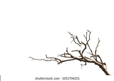 Part of single old and dead tree isolated on white background.Dead branches of a tree