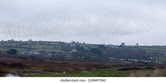 Part Of The Starling Murmuration At Marazion Marsh RSPB Reserve, Cornwall, UK.