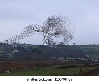 Part Of The Starling Murmuration At Marazion Marsh RSPB Reserve, Cornwall, UK.