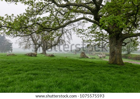 Part of the stone circle of Long Meg and Her Daughters under the trees on a misty morning. Lake District National Park, Cumbria, United Kingdom.