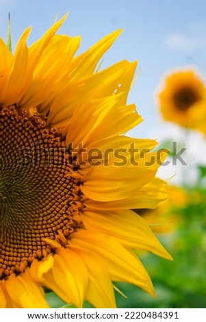 Part of a sunflower head on a background of cloudy sky. Yellow sunflower petals closeup alone nature. Detailed sunflower part with its seeds and fibonacci sequence. Vertical