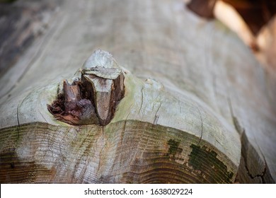 Part Of The Tree Sequoia With Rings Is Close