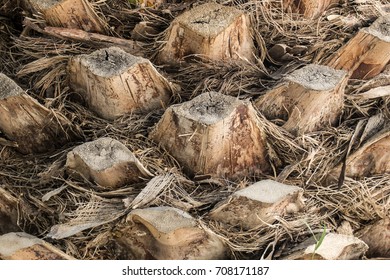 Part of the trunk of a palm tree with clipped leaves - Shutterstock ID 708171187