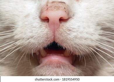 Parted Cat's Mouth, Dirty Cat Nose Close Up.