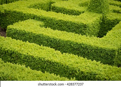 Parterre Hedges