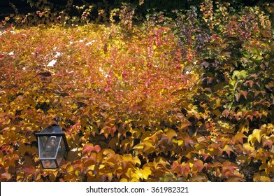 Parthenocissus quinquefolia; autumn