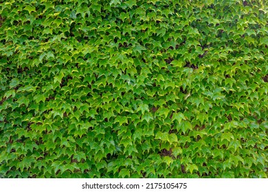 Parthenocissus tricuspidata commonly called Boston ivy, Vine growing on the concrete wall fence, Fresh green leaves in the garden, Beautiful tiny leaf pattern texture, Nature pattern background.
