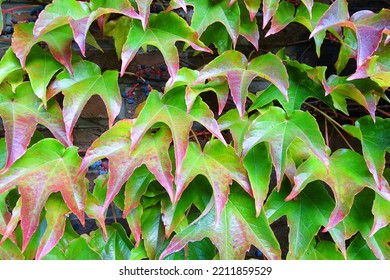 Parthenocissus Tricuspidata. Japanese Creeper. Climbing Plant Against Facade.