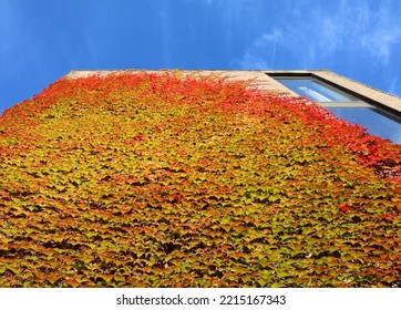 Parthenocissus Tricuspidata, Japanese Creeper. Climbing Plant. Bottom View.