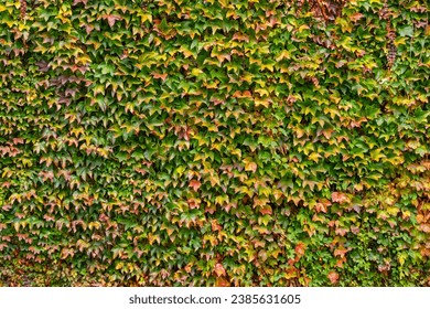 Parthenocissus tricuspidata (Japanese creeper plant) in autumn. Boston ivy leaves are evenly spaced on the wall, a natural foliage background