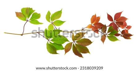 Parthenocissus twig with colorful autumn leaves isolated on white (Wild grapes)