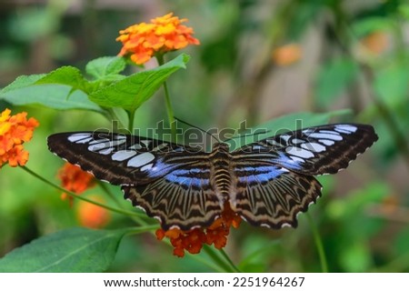 Parthenos sylvia, a blue peacock butterfly with wings outstretched, sitting on a leaf and a orange flower of a plant named lantana. symbol of transformation as well as evolution and joy.