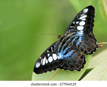 Parthenos Sylvia Butterfly