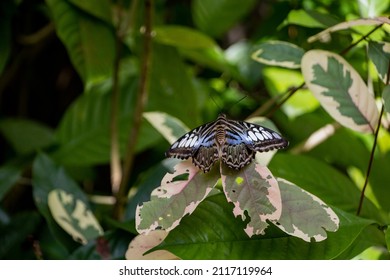 A Parthenos Sylvia Butterfly On Plant Leaves