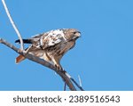 Partial Albino Red Tailed Hawk