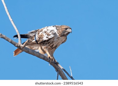 Partial Albino Red Tailed Hawk