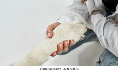 Partial Image Of Girl Hand Holding Siberian Husky Dog Paw. Concept Of Relationship Between Human And Animal. Owner And Pet Friendship. Close Up Of Woman And Furry Dog On White Background In Studio