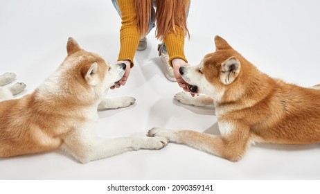 Partial Image Of Woman Caressing Two Shiba Inu Dogs. Concept Of Relationship Between Human And Animal. Idea Of Owner And Pet Friendship. Enjoying Dogs Lying On Floor On White Background In Studio