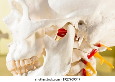 Partial lateral view of human skull with mandibular joint, external acoustic meatus, styloid process, zygomatic process, mandibular condyle and mastoid process