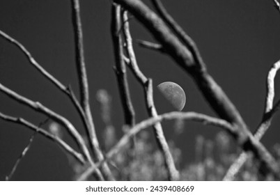 PARTIAL MOON SEEN BETWEEN BARE BRANCHES IN DAYTIME IN BLACK AND WHITE 