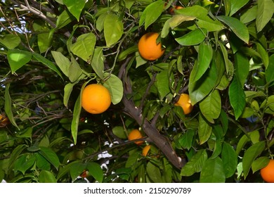 Partial Photograph Of Chinese Orange Tree With Fruit In Spring.