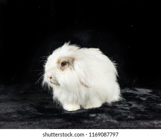 Partial side view of a white American Fuzzy Lop rabbit on a black background