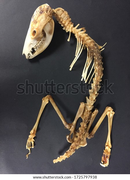 Partial Skeleton Opossum Stock Photo Edit Now 1725797938