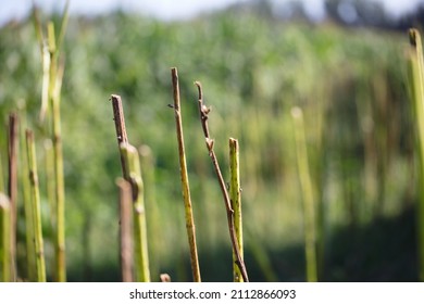 Partial Straw Left After Sesame Harvest