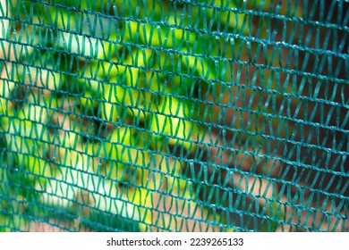 Partial view of blue shading net over some rows of planted green salads