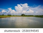 A partial view of a Catla fish (labeo catla or major South Asian carp) farm under a blue autumn sky.