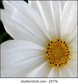 Partial view of a daisy lit from behind