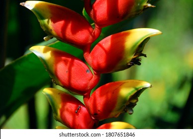Partial view in detail of a Heliconia Rostrata flower with an ant.

