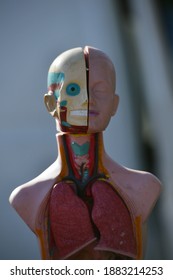 Partial View Of An Old Anatomy Dummy On A Flea Market In Jalón-Spain. 