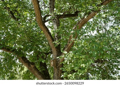 Partial view of an old common walnut (Juglans regia) with a birdhouse 