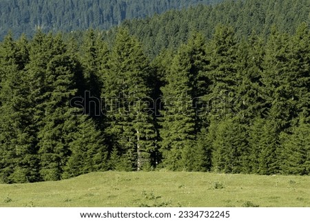 A partial view of the Oriental spruce (Picea orientalis) forest in Dereli district of Giresun province in the Eastern Black Sea Region of Turkey