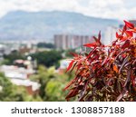 Partial view of the red leafed Acalypha godseffiana plant in Medellin, Colombia.