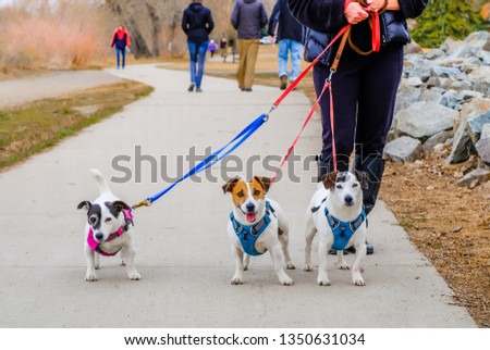 Partial view of senior woman taking three small dogs for a walk; dogs looking into camera