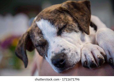 Partial view of sleeping brown and white puppy in a person's arms, out of focus background
