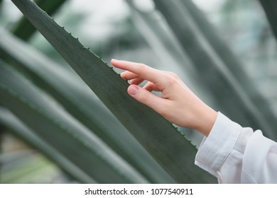 partial view of tender female hand with aloe leaves - Shutterstock ID 1077540911