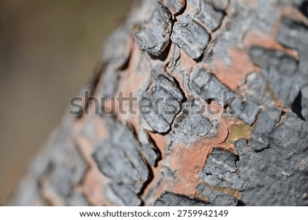 Partial view to a tree that suffers from the drought in the mountains of Xalo-Spain.