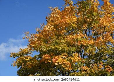 Partial view of a varicolored maple tree in fall