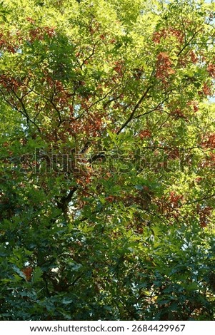 Partial view of a white oak (Quercus alba) in fall