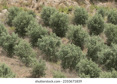 Partial view of a young olive orchard on a slope - Shutterstock ID 2310671839