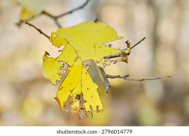 A partially intact leaf on a tree during the fall